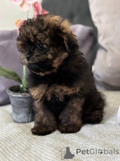 Zdjęcie №4. Sprzedam szpic miniaturowy w Гамбург. prywatne ogłoszenie, od żłobka, hodowca - cena - 3827zł