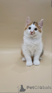 Zdjęcie №2 do zapowiedźy № 145997 na sprzedaż  kurelski bobtail - wkupić się Białoruś prywatne ogłoszenie, od żłobka, hodowca