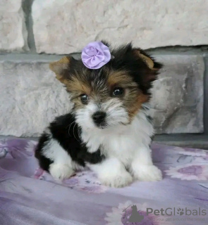 Zdjęcie №1. yorkshire terrier - na sprzedaż w Paryż | negocjowane | Zapowiedź №126826