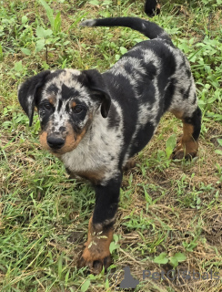 Zdjęcie №2 do zapowiedźy № 143487 na sprzedaż  owczarek francuski beauceron - wkupić się Francja hodowca