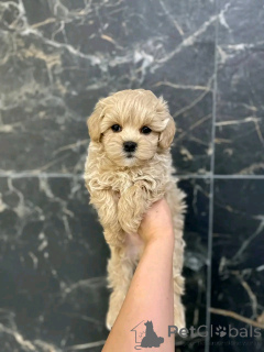 Zdjęcie №2 do zapowiedźy № 139079 na sprzedaż  maltipu - wkupić się Niemcy prywatne ogłoszenie, hodowca