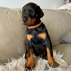 Zdjęcie №2 do zapowiedźy № 78819 na sprzedaż  doberman - wkupić się Węgry prywatne ogłoszenie