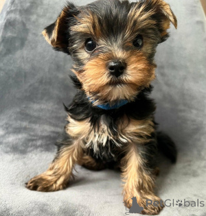 Zdjęcie №2 do zapowiedźy № 168863 na sprzedaż  yorkshire terrier - wkupić się Niemcy 