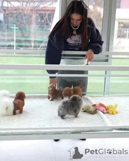 Zdjęcie №1. alaunt - na sprzedaż w Ankum | negocjowane | Zapowiedź №159961