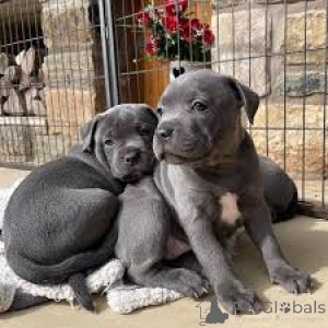 Zdjęcie №3. Staffordshirenbullterrierin pennut etsivät perhettä. Finlandia
