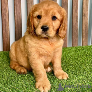 Zdjęcie №2 do zapowiedźy № 154340 na sprzedaż  golden retriever - wkupić się Niemcy hodowca