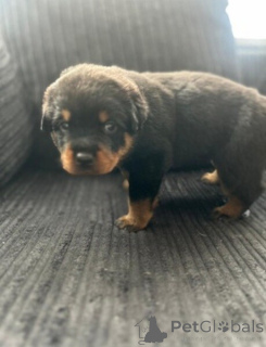 Zdjęcie №1. rottweiler - na sprzedaż w Antwerpia | negocjowane | Zapowiedź №169650