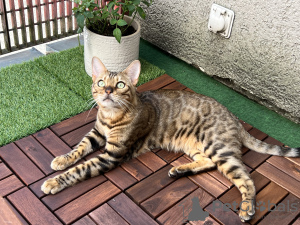 Zdjęcie №1. kot bengalski - na sprzedaż w Zürich | Bezpłatny | Zapowiedź № 75485