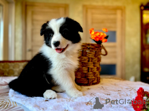 Zdjęcie №1. border collie - na sprzedaż w Kursk | 3094zł | Zapowiedź №105247