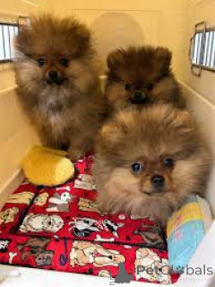 Zdjęcie №3. Pomorskie szczenięta do adopcji DM Business WhatsApp 447400537738. Belgia