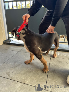 Zdjęcie №3. American Puppy American Bully XL Trico Merle 5 miesięcy. Francja