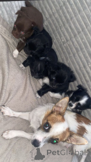 Zdjęcie №1. chihuahua (rasa psów) - na sprzedaż w Berlin | 1913zł | Zapowiedź №157681