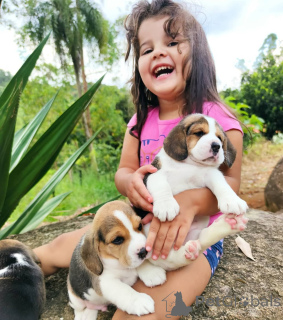 Zdjęcie №3. Dostępne szczenięta beagle. Niemcy