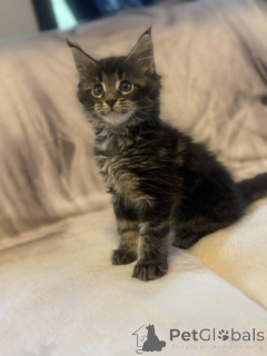 Zdjęcie №1. maine coon - na sprzedaż w Fruita | 1525zł | Zapowiedź № 143864