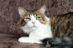 Zdjęcie №3. Zabawny nos Mini. Białoruś