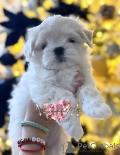 Zdjęcie №2 do zapowiedźy № 83673 na sprzedaż  pies nierasowy - wkupić się Wielka Brytania hodowca