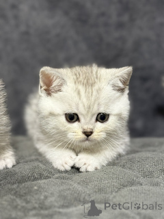 Zdjęcie №3. Sprzedam kociaka szkockiego. Białoruś