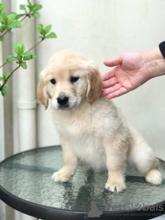 Zdjęcie №3. Labrador Retriever Puppy's Te koop en te adoptie. Holandia