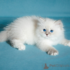 Zdjęcie №3. Kocięta syberyjskie. Belgia