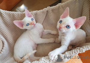 Zdjęcie №1. devon rex - na sprzedaż w Helsinki | 1196zł | Zapowiedź № 154763