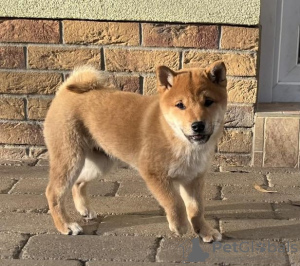 Zdjęcie №1. shiba - na sprzedaż w Lichtensteig | Bezpłatny | Zapowiedź №119460