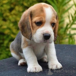 Zdjęcie №3. Szczenięta rasy beagle.. Niemcy