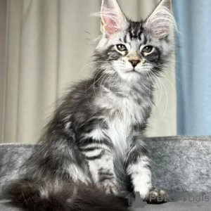 Zdjęcie №1. maine coon - na sprzedaż w Amstetten | 1674zł | Zapowiedź № 177740