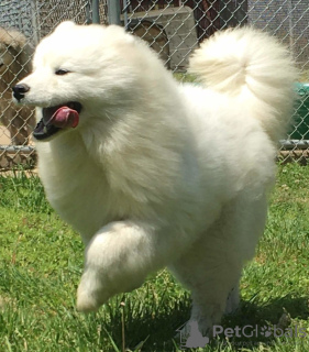 Zdjęcie №4. Sprzedam samojed (rasa psa) w Kraljevo. prywatne ogłoszenie - cena - negocjowane