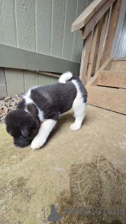 Zdjęcie №1. akita (rasa psa) - na sprzedaż w Texas City | 4320zł | Zapowiedź №138788