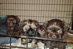 Zdjęcie №3. Szczenięta Shih Tzu.. Dania