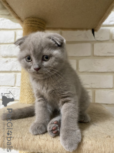 Zdjęcie №3. Szkockie kocięta czystej krwi. Federacja Rosyjska