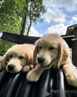 Zdjęcie №1. golden retriever - na sprzedaż w Quedlinburg | 1674zł | Zapowiedź №120381