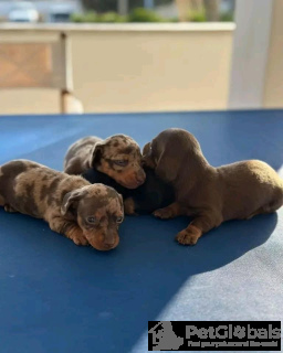 Zdjęcie №2 do zapowiedźy № 134340 na sprzedaż  jamnik - wkupić się Włochy 