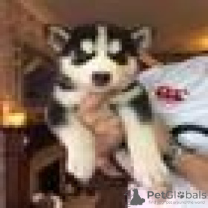 Zdjęcie №1.  - na sprzedaż w Leipzig | 1435zł | Zapowiedź №132946