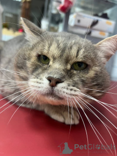 Zdjęcie №2 do zapowiedźy № 162987 na sprzedaż   - wkupić się Federacja Rosyjska prywatne ogłoszenie