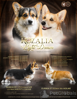 Zdjęcie №1. welsh corgi - na sprzedaż w Dnipro | 7534zł | Zapowiedź №55622