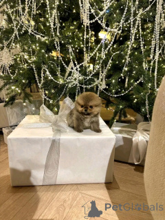 Zdjęcie №2 do zapowiedźy № 160554 na sprzedaż  szpic miniaturowy - wkupić się Hiszpania hodowca