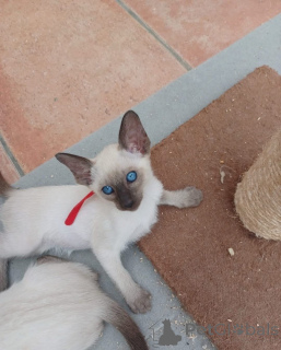 Zdjęcie №3. Koty o czystym syjamie inteligentni i czuci towarzysze. Niemcy