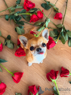 Zdjęcie №1. chihuahua (rasa psów) - na sprzedaż w Alavus | 2870zł | Zapowiedź №169359