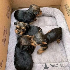 Zdjęcie №4. Sprzedam pudel (royal), pudel (zabawka) w Columbus. hodowca - cena - 1271zł