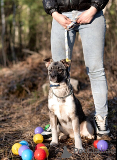 Zdjęcie №2 do zapowiedźy № 138985 na sprzedaż  pies nierasowy - wkupić się Federacja Rosyjska 