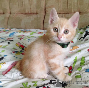 Zdjęcie №1. kot japoński bobtail - na sprzedaż w Lindenfels | 1674zł | Zapowiedź № 177635
