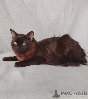 Zdjęcie №2 do zapowiedźy № 164495 na sprzedaż   - wkupić się Federacja Rosyjska prywatne ogłoszenie