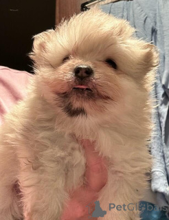 Zdjęcie №4. Sprzedam szpic miniaturowy w Friedberg (Hessen). hodowca - cena - 2631zł