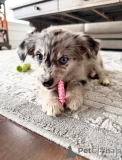 Zdjęcie №2 do zapowiedźy № 171709 na sprzedaż  jack russell terrier - wkupić się Belgia prywatne ogłoszenie