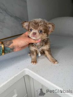Zdjęcie №1. chihuahua (rasa psów) - na sprzedaż w Arkansas City | 2317zł | Zapowiedź №174339
