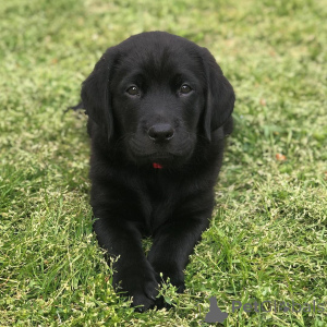 Zdjęcie №1. labrador retriever - na sprzedaż w GOTHENBURG | 4300zł | Zapowiedź №147986