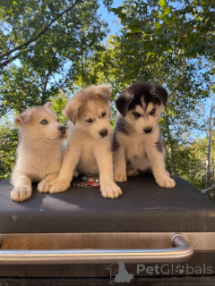 Zdjęcie №1. angielski staffordshire terrier - na sprzedaż w Amsterdam | negocjowane | Zapowiedź №71414