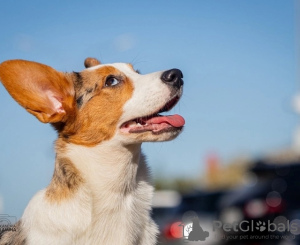 Zdjęcie №3. Welsh Corgi Cardigan, szczeniak. Federacja Rosyjska