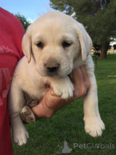 Zdjęcie №3. Labrador Szczenięta. USA